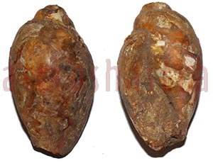 heera shankh
